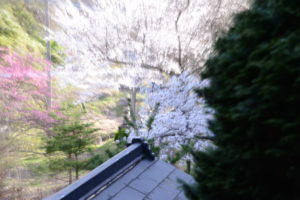 桜が満開の小志貴神社